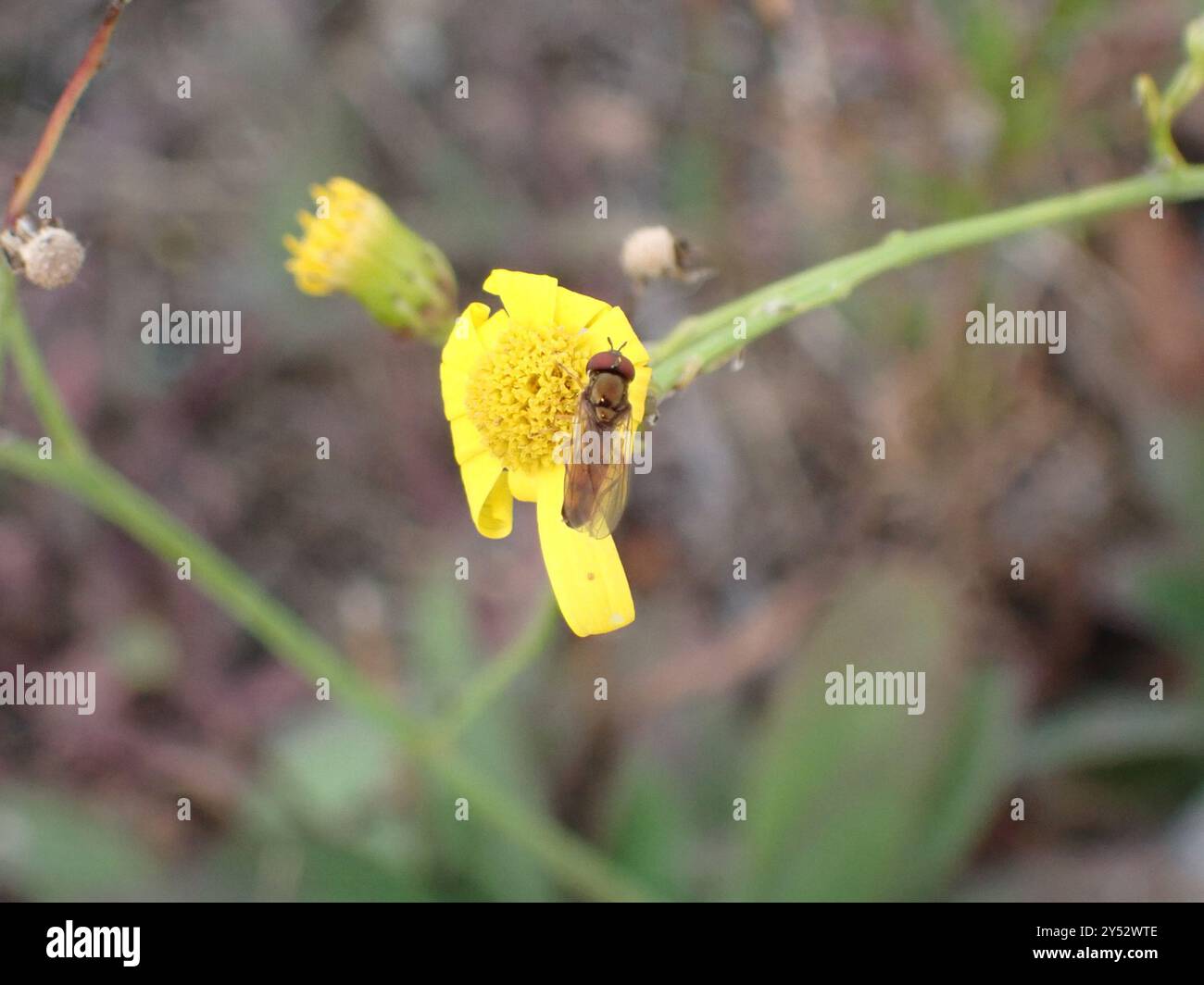 Hover Flies (Syrphidae) Insecta Stockfoto