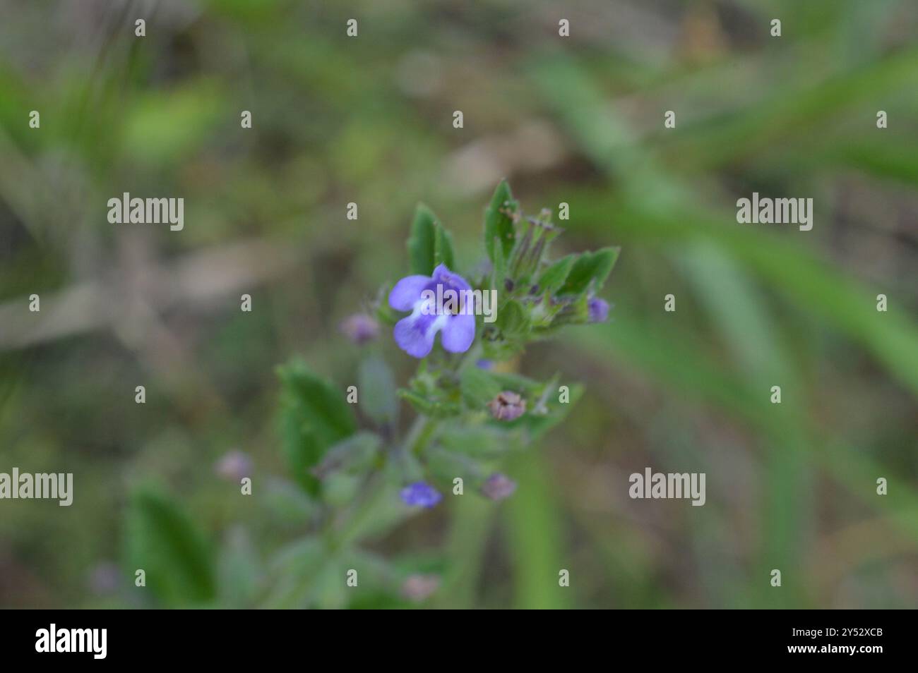 basilikum-Thymian (Clinopodium acinos) Plantae Stockfoto