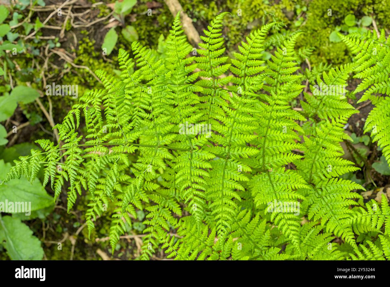 Nahaufnahme eines horizontalen Fotos von Dryopteris Farn auf einem schattigen Waldufer Stockfoto