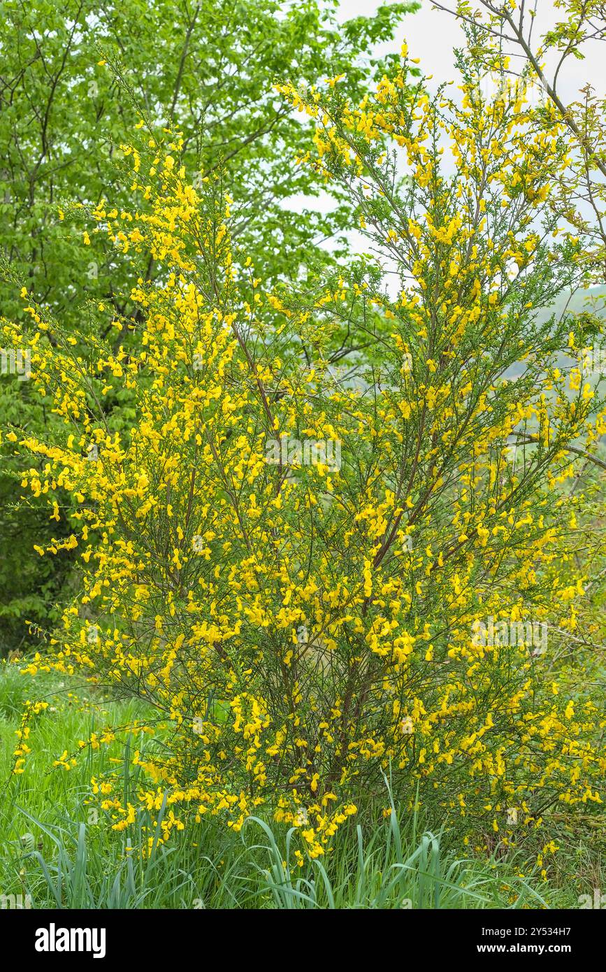 Foto eines Frühlings-Forsythia Laubstrauchs mit hellen goldenen Blüten Stockfoto