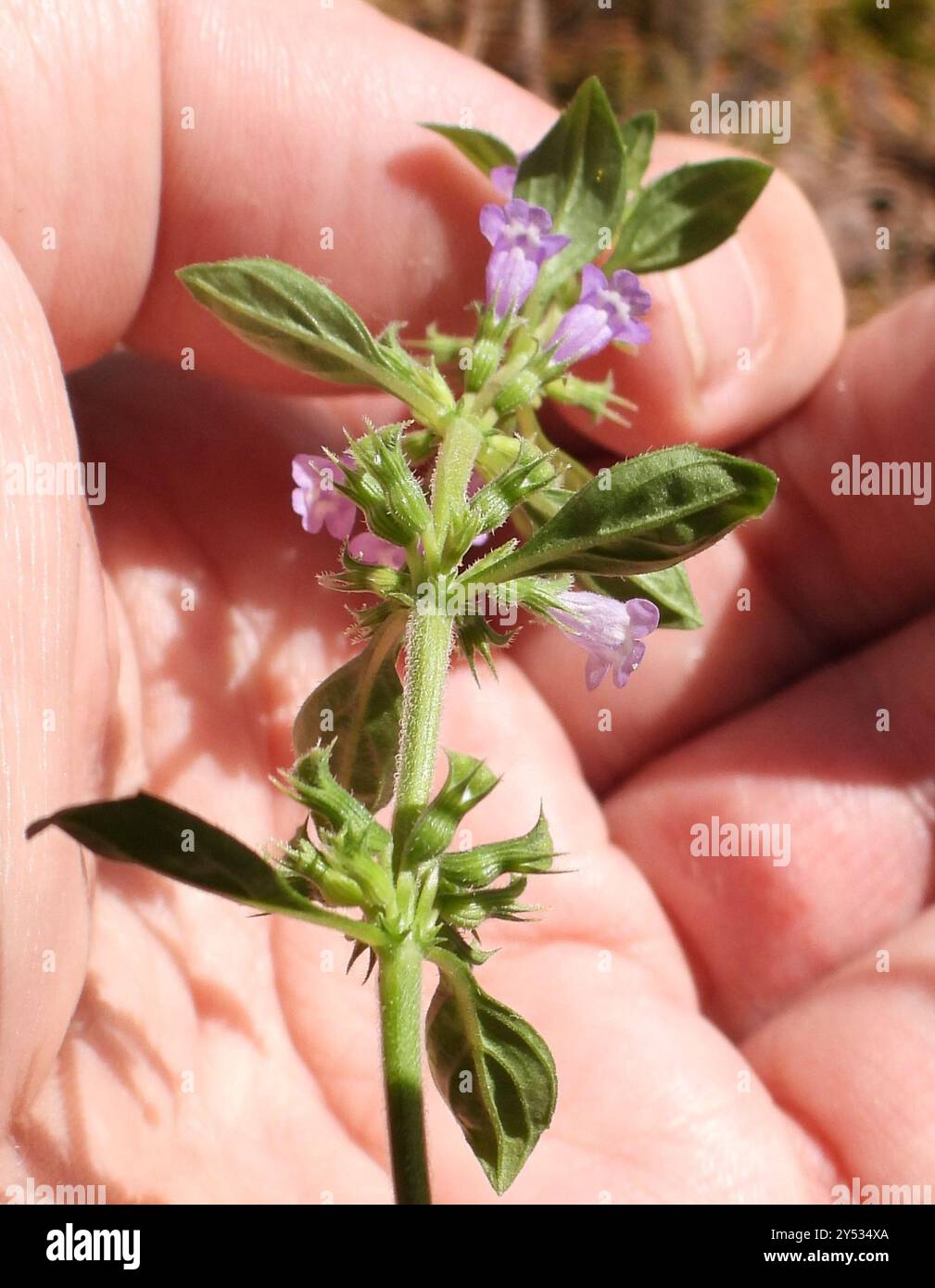 basilikum-Thymian (Clinopodium acinos) Plantae Stockfoto
