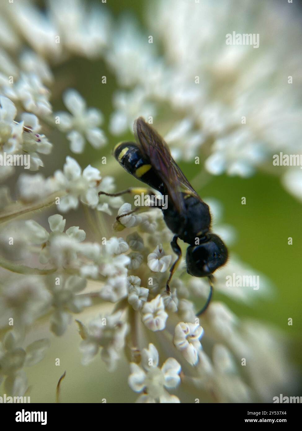 Ectemnius (Ectemnius continuus) Insecta Stockfoto