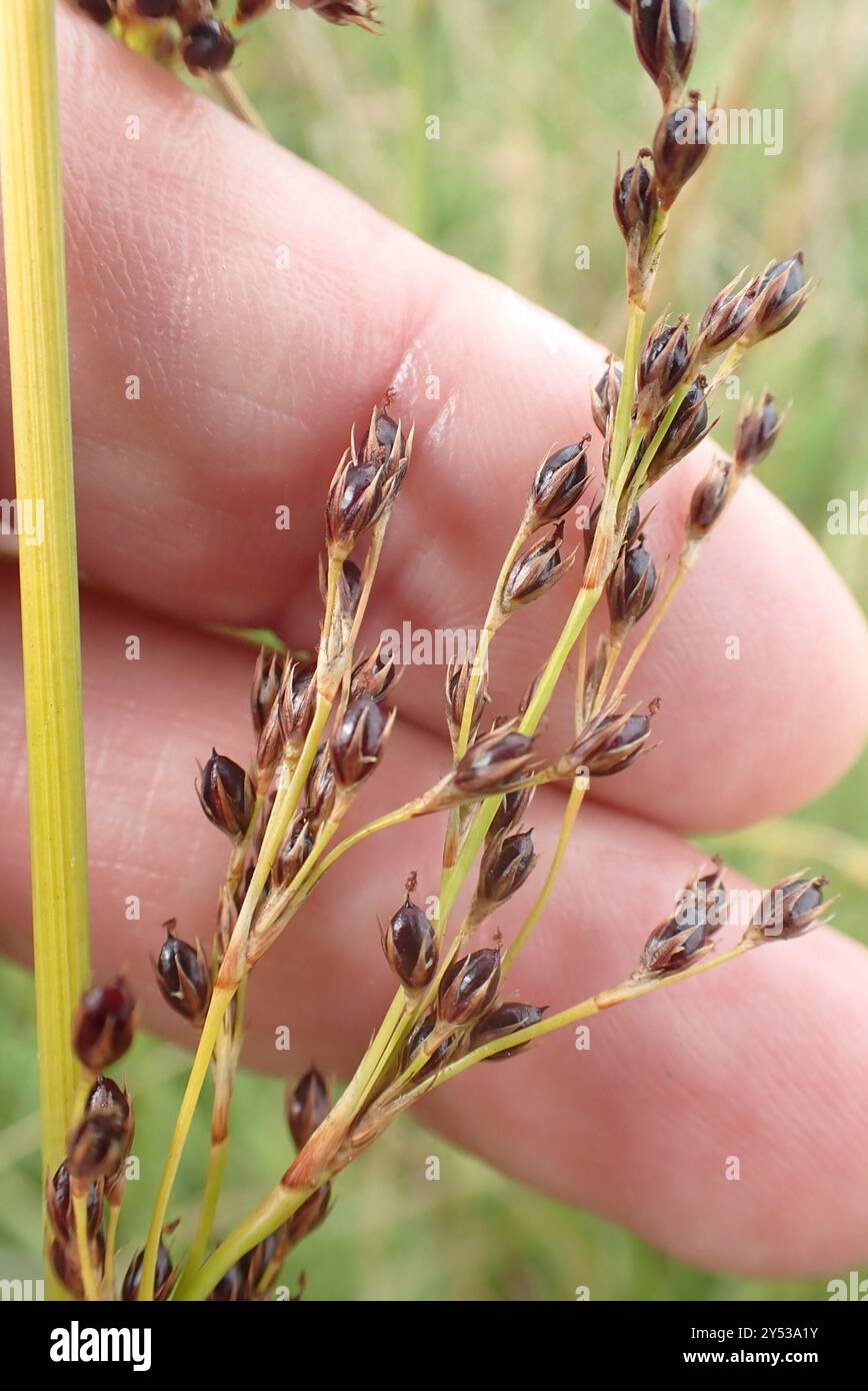 Hard Rush (Juncus inflexus) Plantae Stockfoto