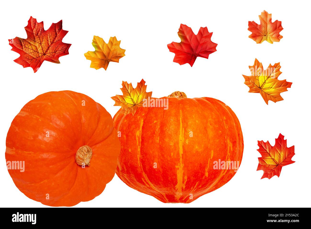 Kürbisse isoliert. Zwei essbare orangefarbene Kürbisse mit bunten Herbstblättern auf weißem Hintergrund. Herbstbeginn und Ernte. Gesunde Nu Stockfoto