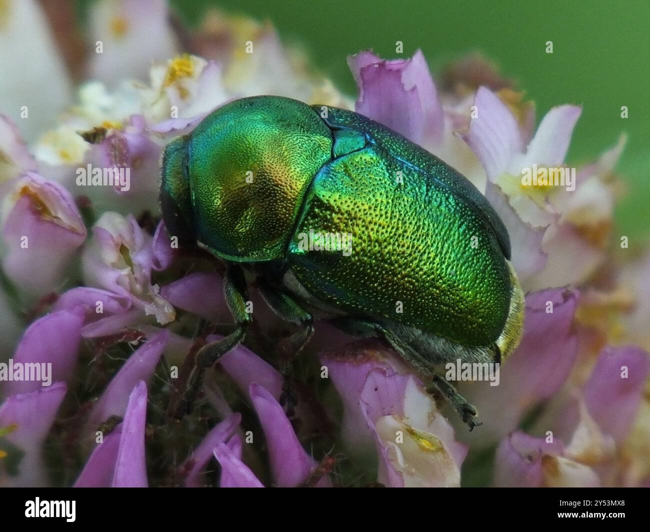 (Cryptocephalus sericeus) Insecta Stockfoto