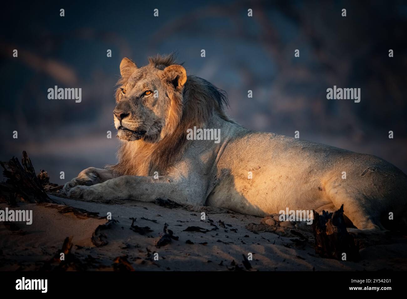 Wüstenadaptierter Löwe (Panthera leo) in Namibia, Afrika Stockfoto