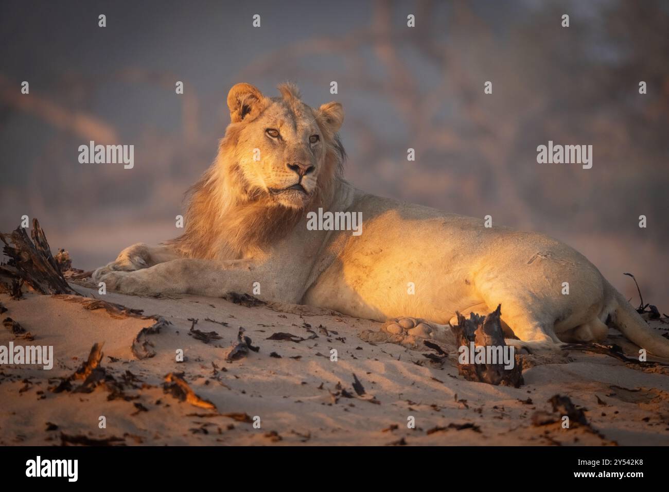 Wüstenadaptierter Löwe (Panthera leo) in Namibia, Afrika Stockfoto