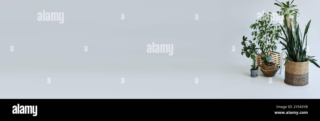 Einige Pflanzen in Töpfen auf dem Boden auf weißem Hintergrund. Stockfoto