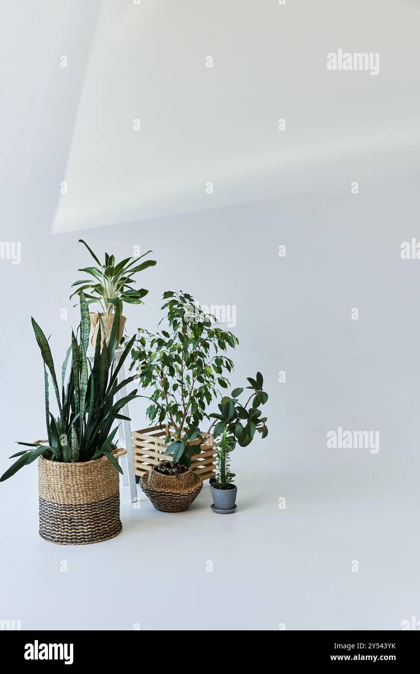 Grüne Pflanzen in Töpfen auf weißem Hintergrund. Stockfoto