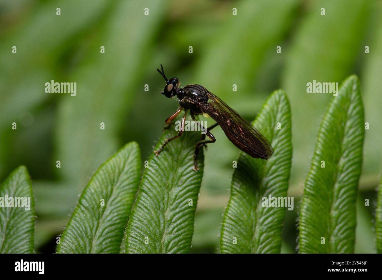 Streifenbeinige Räuberfliege (Dioctria hyalipennis) Insecta Stockfoto