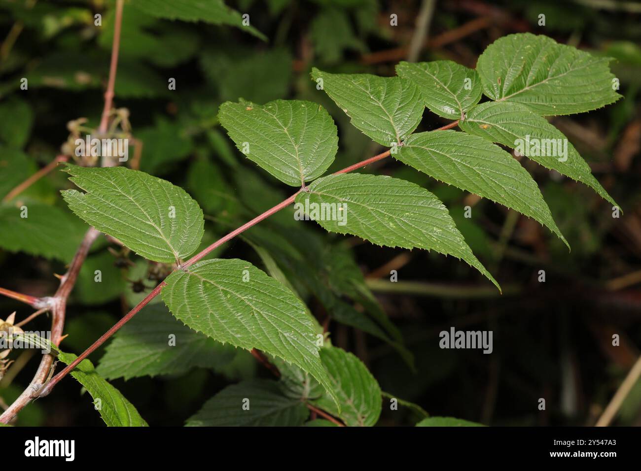 Weißstielbramble (Rubus cockburnianus) Plantae Stockfoto