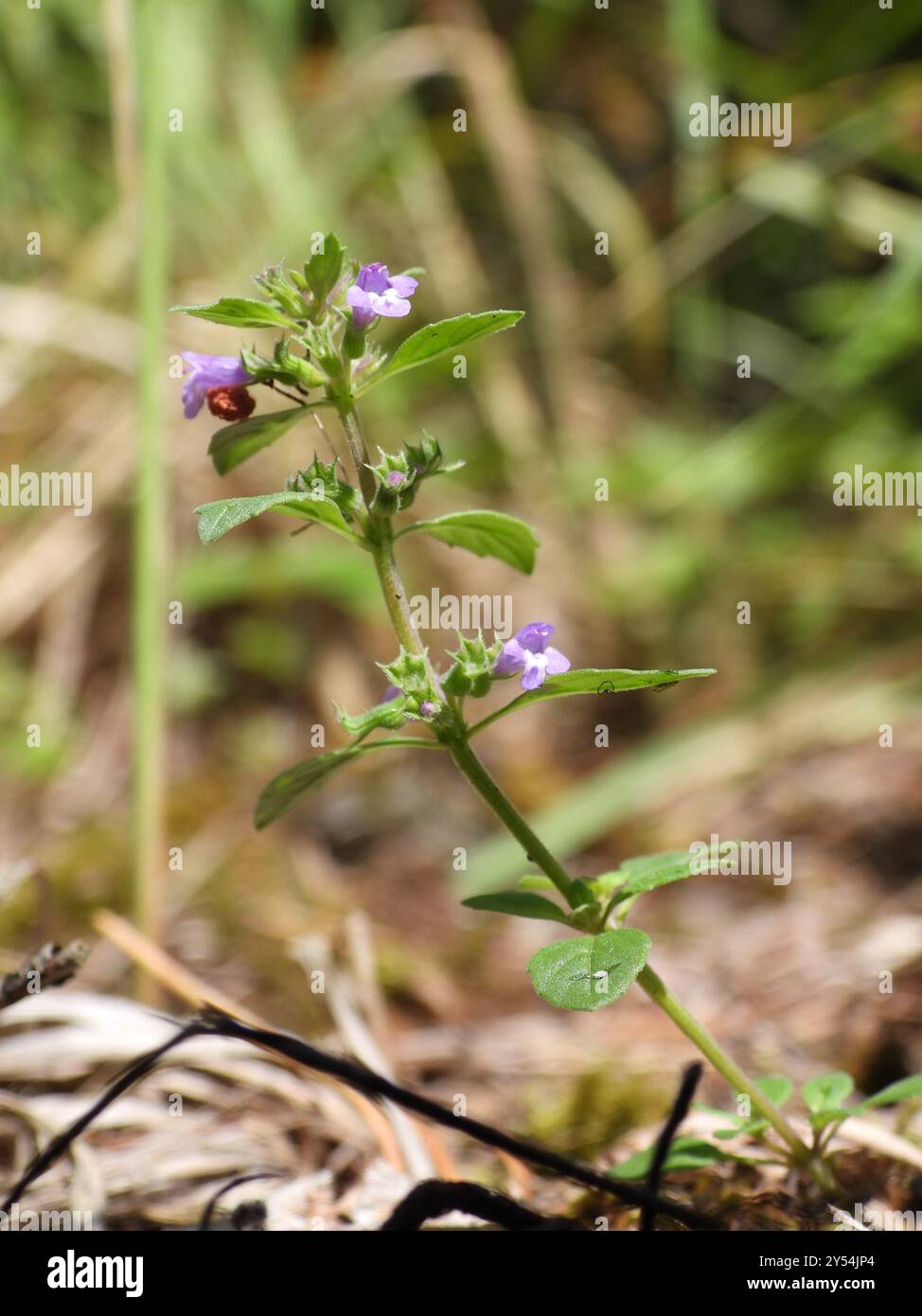 basilikum-Thymian (Clinopodium acinos) Plantae Stockfoto