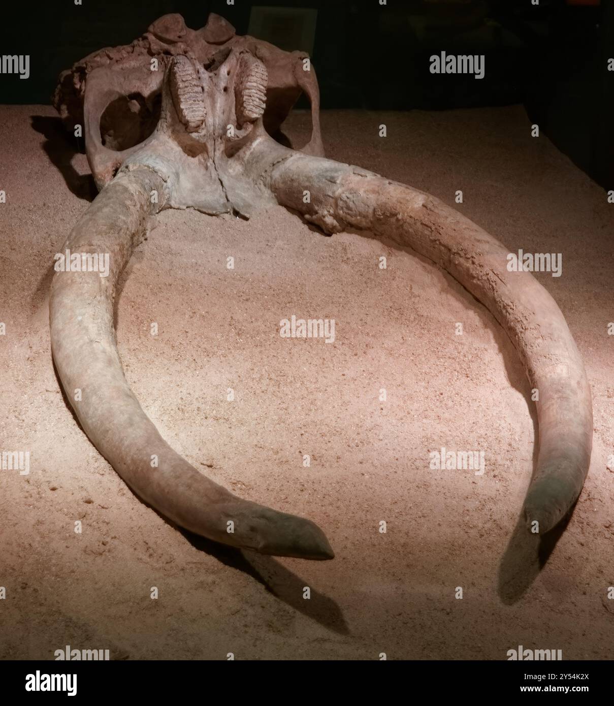 Der Schädel eines Mammuts, ein prähistorisches Tier mit einer riesigen Körperstruktur und Stoßzähnen Stockfoto