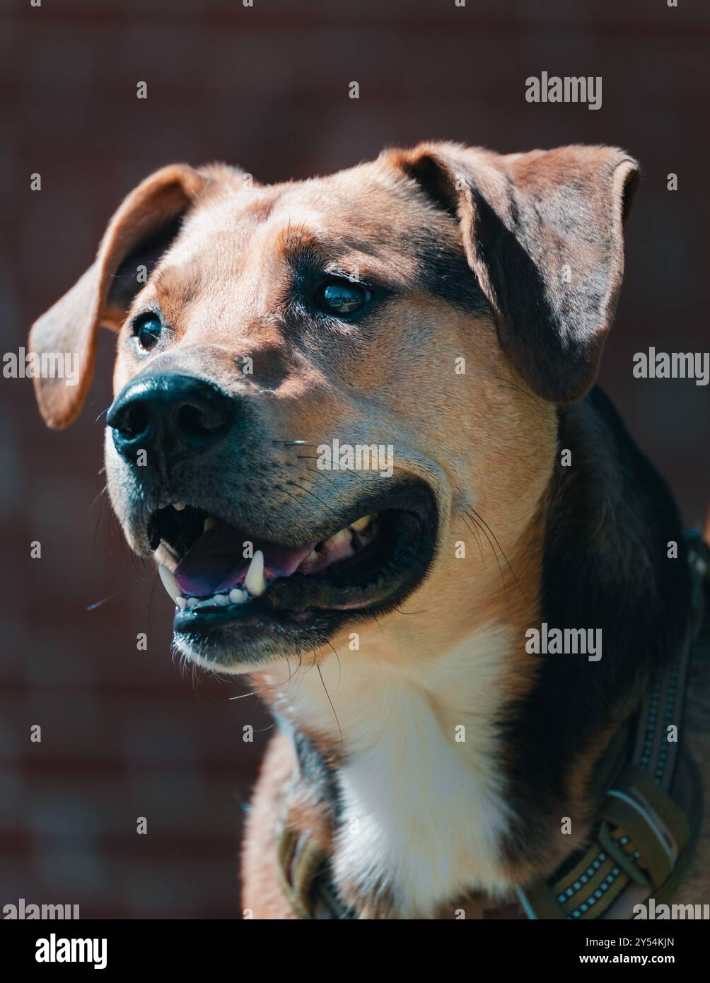 Hund draußen am Sommertag Stockfoto
