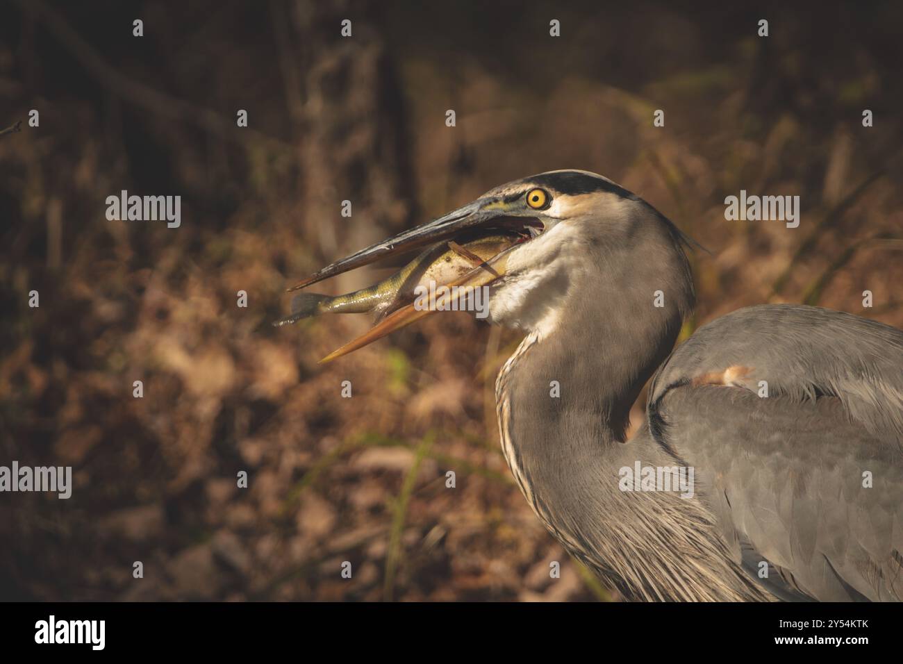 Blauer Reiher, der Fische auf dem Wasser fängt Stockfoto