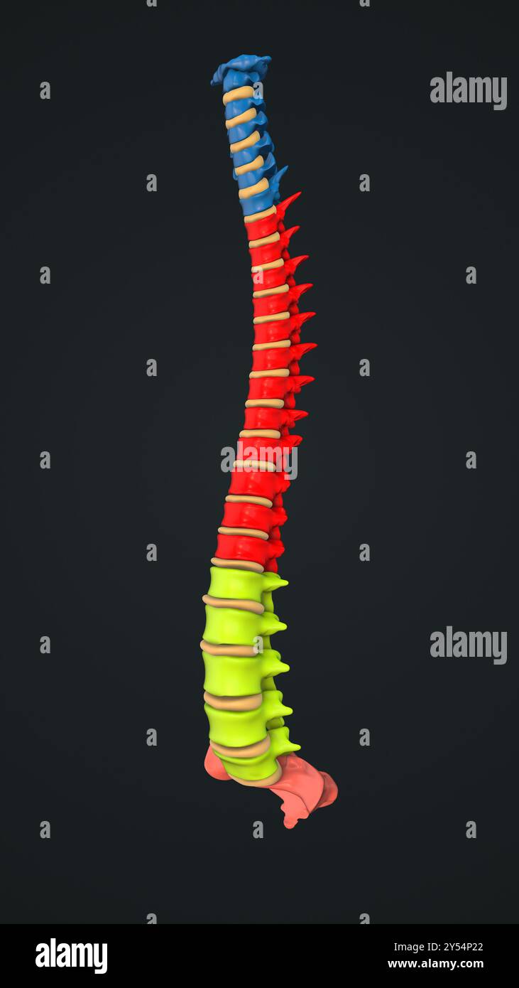 Anatomie der menschlichen Wirbelsäule, wobei jeder Wirbel hervorgehoben ist Stockfoto