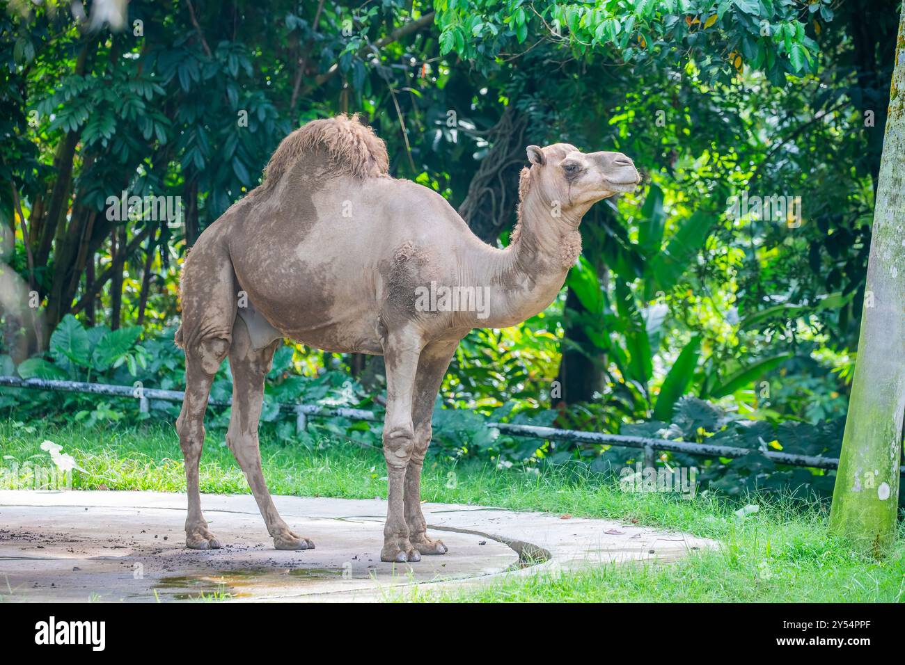 Die Nahaufnahme des Dromedarkamels (Camelus dromedarius). Es handelt sich um einen großen Hufhufling der Gattung Camelus mit einem Buckel Stockfoto
