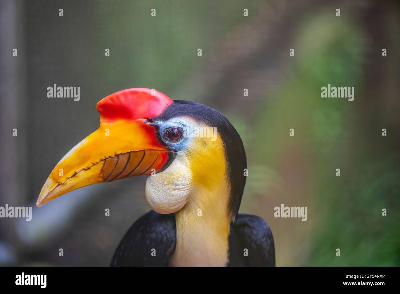 Das Nahbild des männlichen Nashornschnabels (Rhyticeros cassidix). Es ist ein farbenfroher Nashornvogel aus Indonesien. Stockfoto