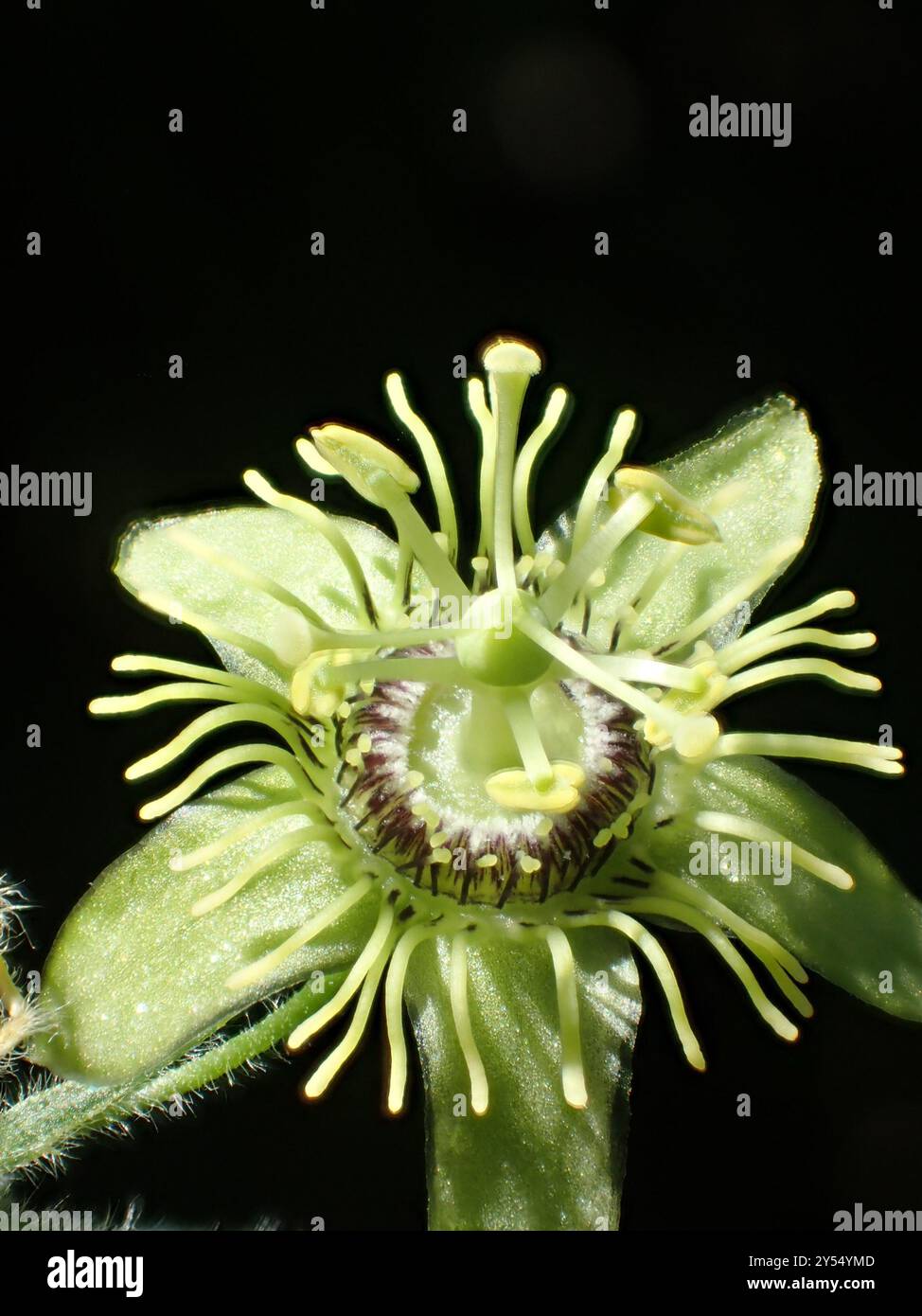 Corkystem Passionsblume (Passiflora suberosa) Plantae Stockfoto