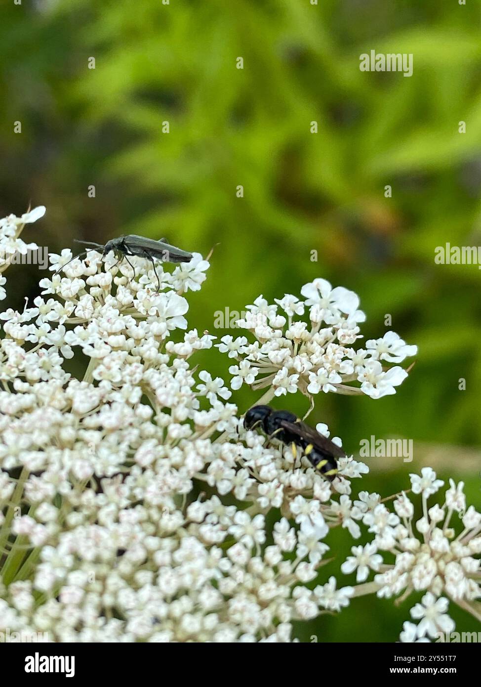 Ectemnius (Ectemnius continuus) Insecta Stockfoto