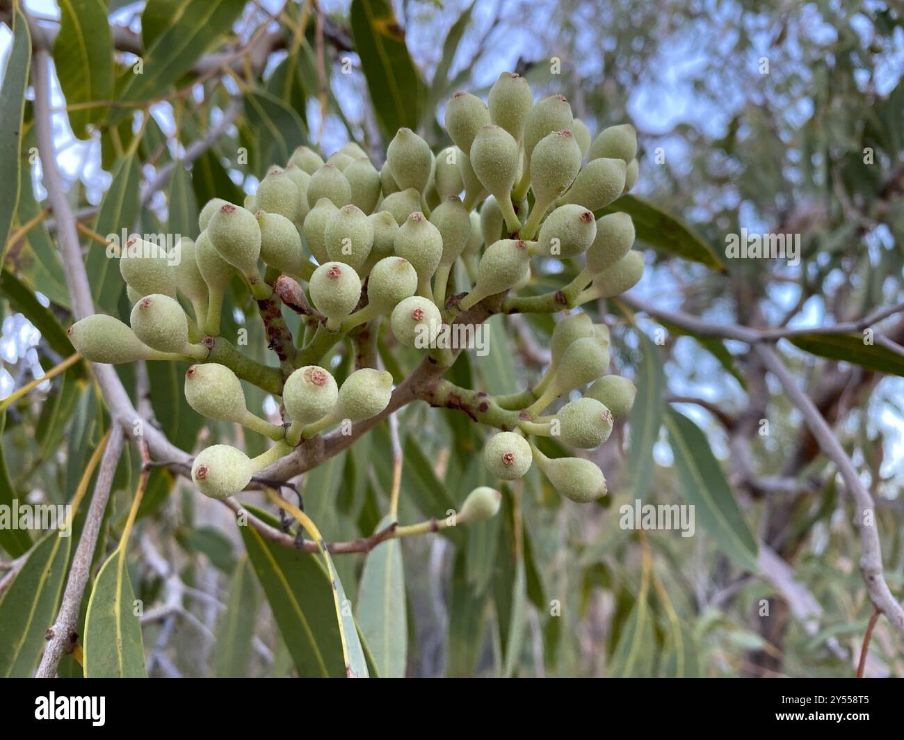 Desert Bloodwood (Corymbia terminalis) Plantae Stockfoto