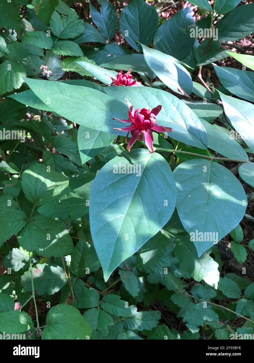 Kalifornische Süßstrauch (Calycanthus occidentalis) Plantae Stockfoto