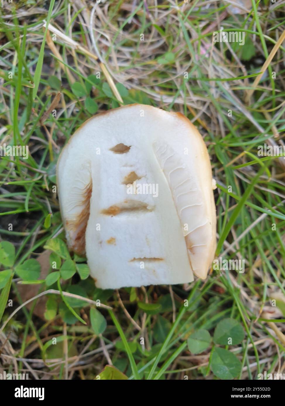 Stinkende Brittlegill-Pilze (Russula fetens) Stockfoto