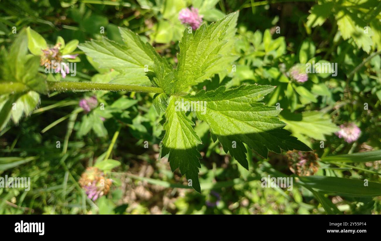 Großblättrige Avens (Geum macrophyllum) Plantae Stockfoto