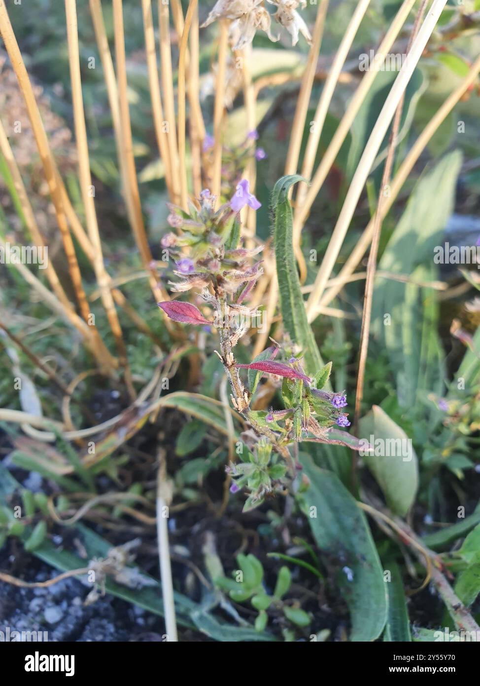 basilikum-Thymian (Clinopodium acinos) Plantae Stockfoto
