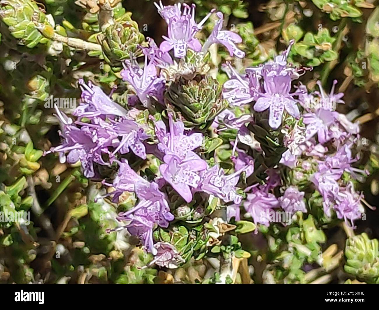 Spanischer Oregano (Thymbra capitata) Plantae Stockfoto