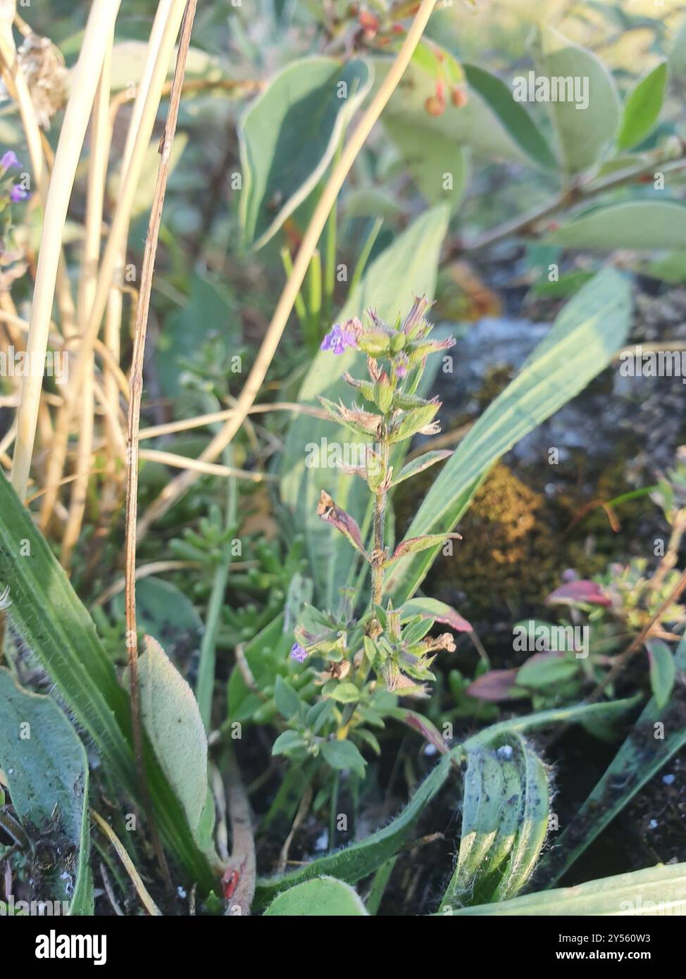 basilikum-Thymian (Clinopodium acinos) Plantae Stockfoto