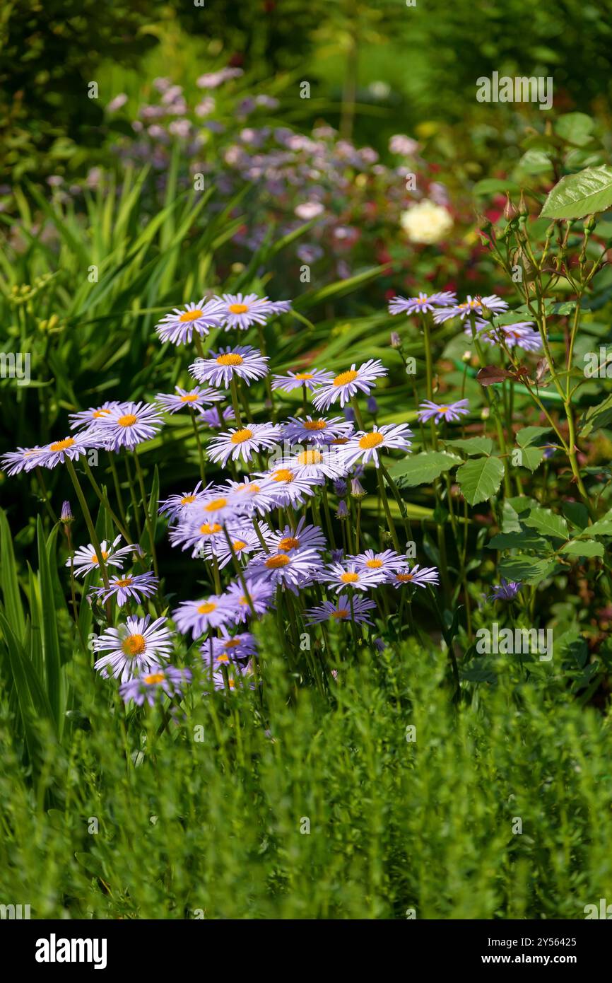 Gartenkämille (Pyrethrum) violett auf grünem Hintergrund. Mehrjährige krautige Pflanze der Familie der Asteraceae. Selektiver Fokus, Nahaufnahme. Stockfoto