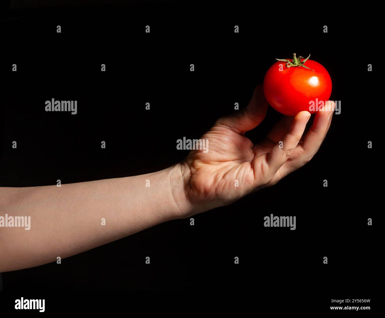 Tomate in der Hand auf schwarzem Hintergrund Stockfoto