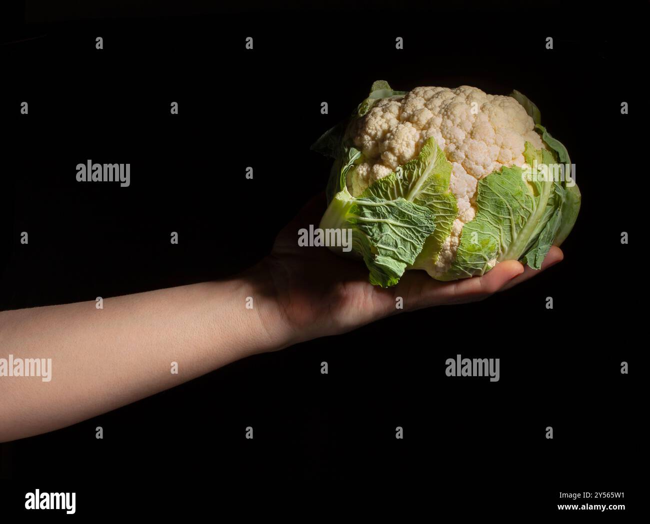 Blumenkohl in der Hand auf schwarzem Hintergrund Stockfoto