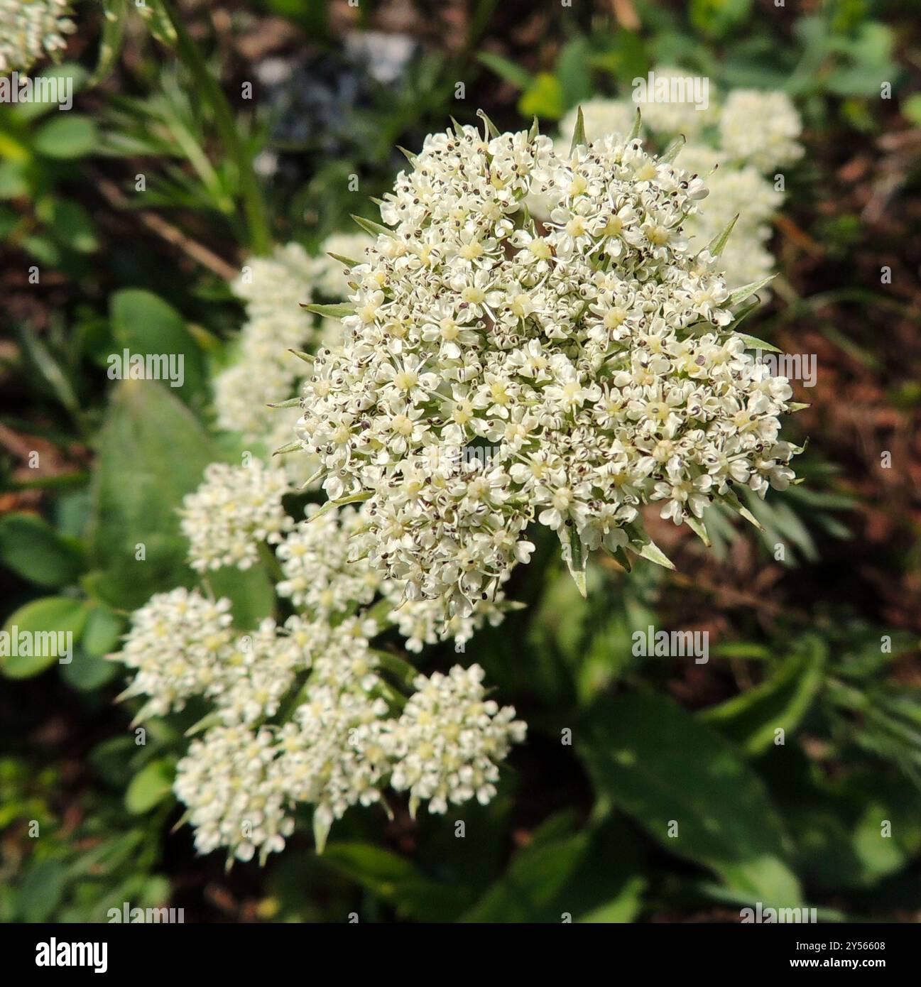 Kleine Alpenliebe (Neogaya simplex) Plantae Stockfoto