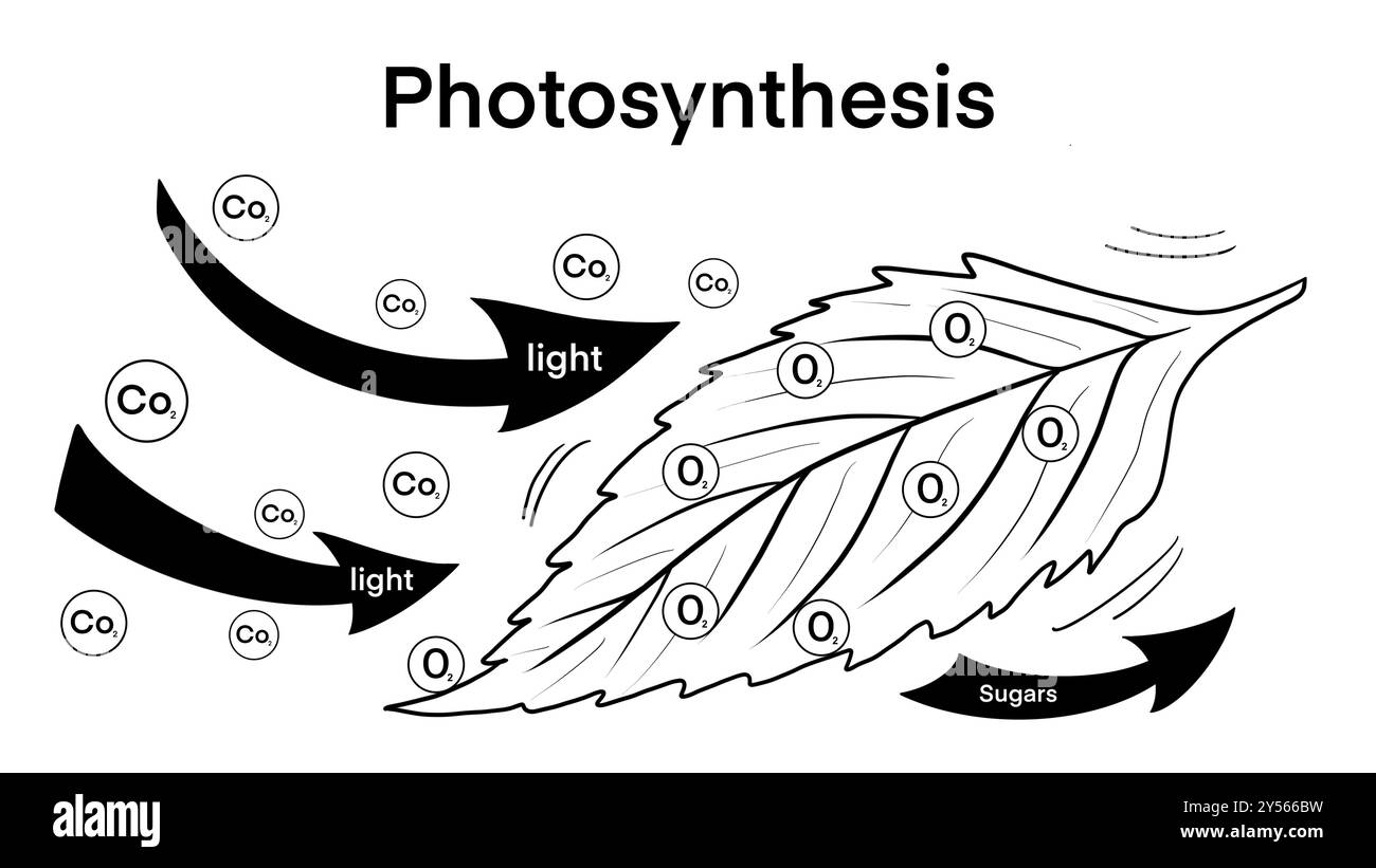 Photosynthese: Pflanze ist aus nährstoffreichem Boden entstanden und von einer Vielzahl chemischer Elemente umgeben, die für die Photosynthese unerlässlich sind Stockfoto