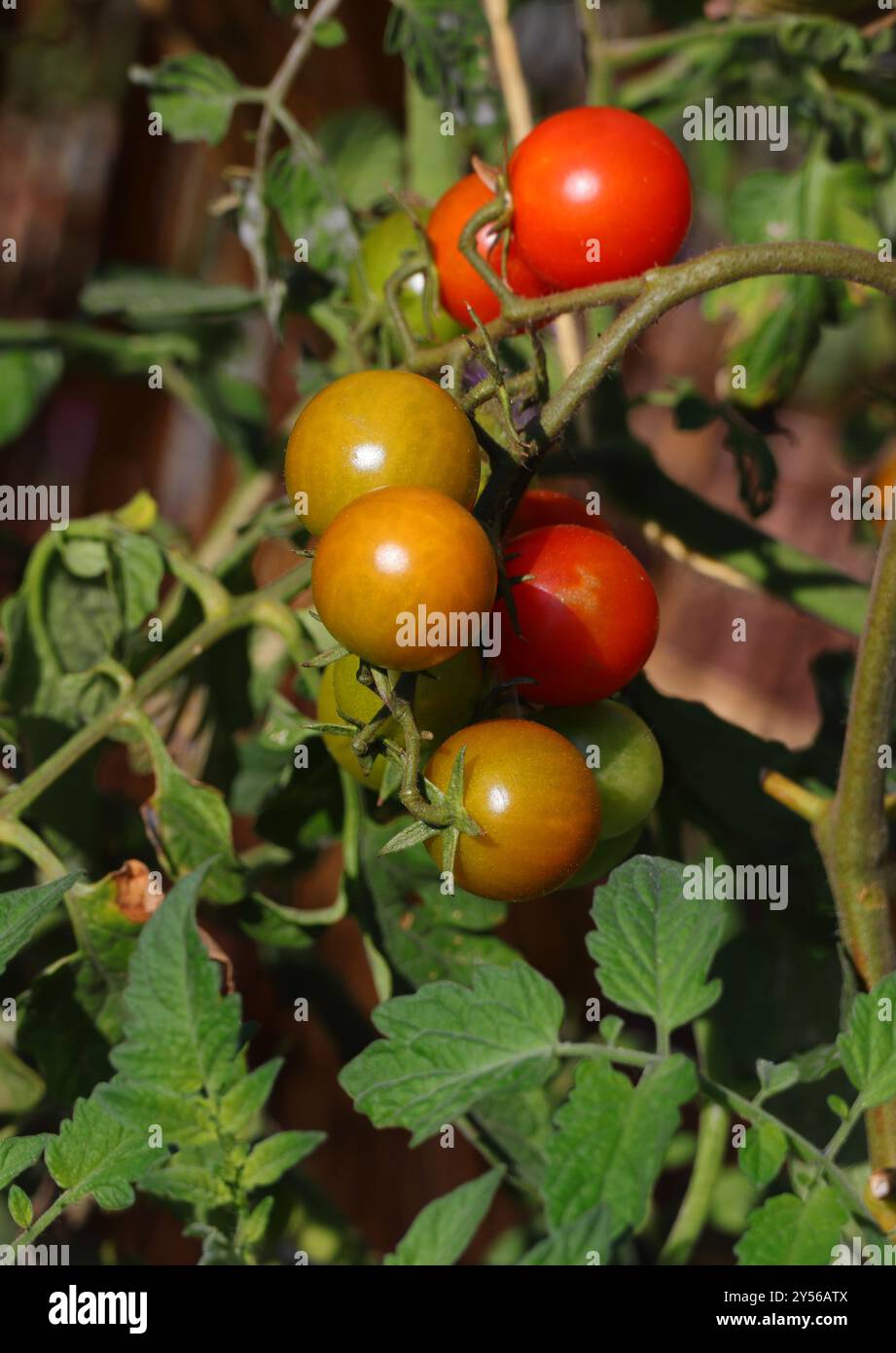 Bio, Kirschtomaten, die in der portugiesischen Sonne Reifen. Herbst. Oeiras, Portugal. Stockfoto