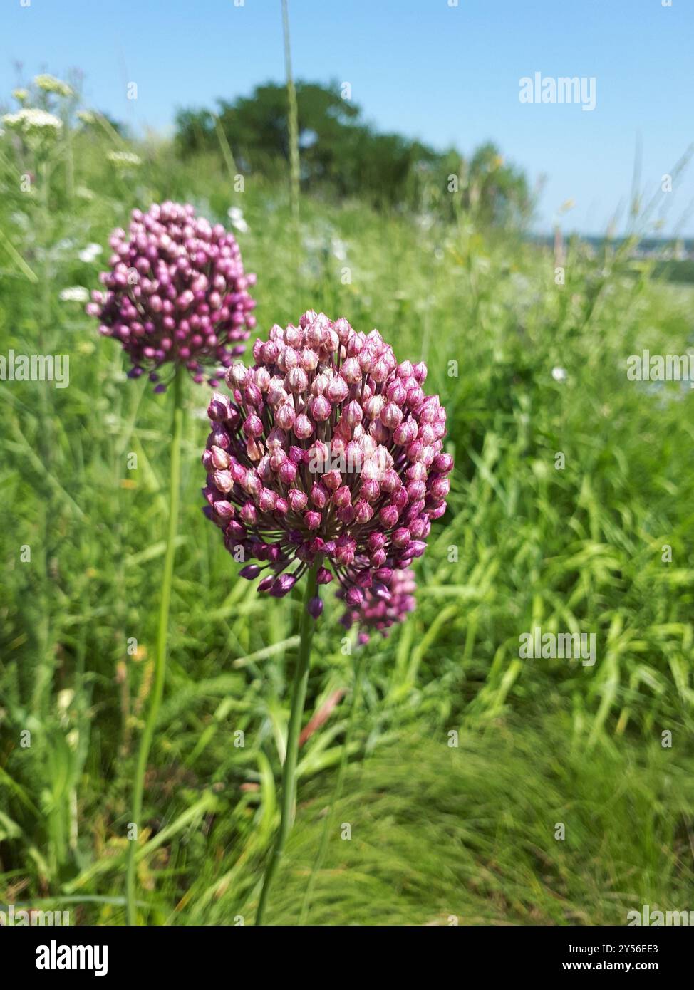 Violetter Knoblauch (Allium rotundum) Plantae Stockfoto