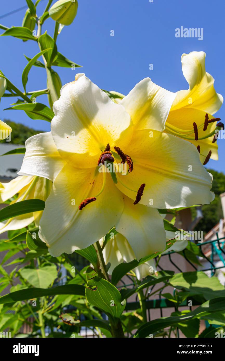 Gelbe Liliumblüten mit Burgeons und grünen Blättern. Stockfoto