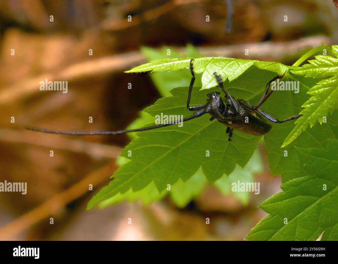 Weiß-gepunktete Säge (Monochamus scutellatus) Insecta Stockfoto