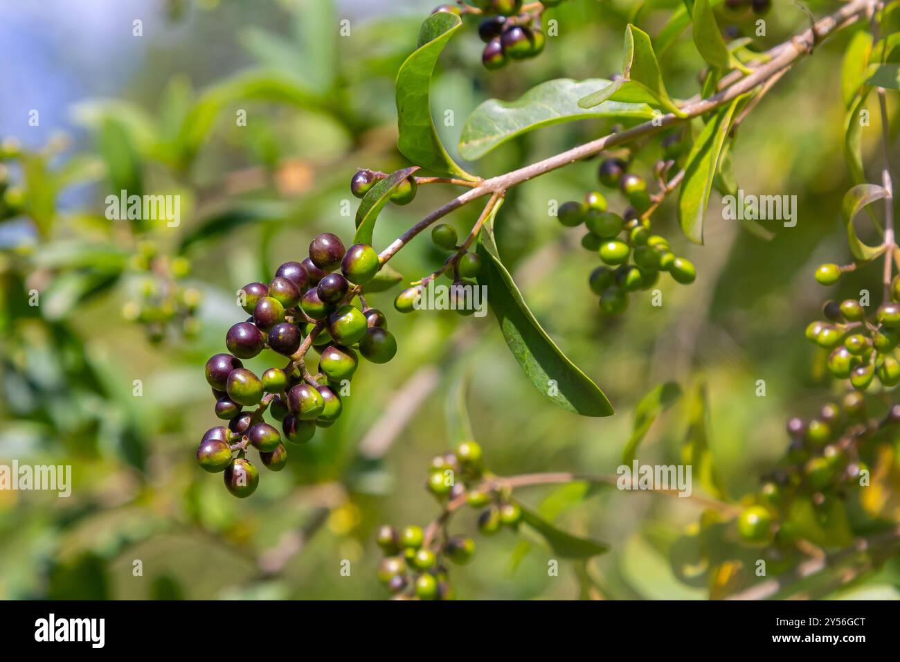 Schwarze Beeren einer Hecke Liguster (Ligustrum Stockfotografie - Alamy