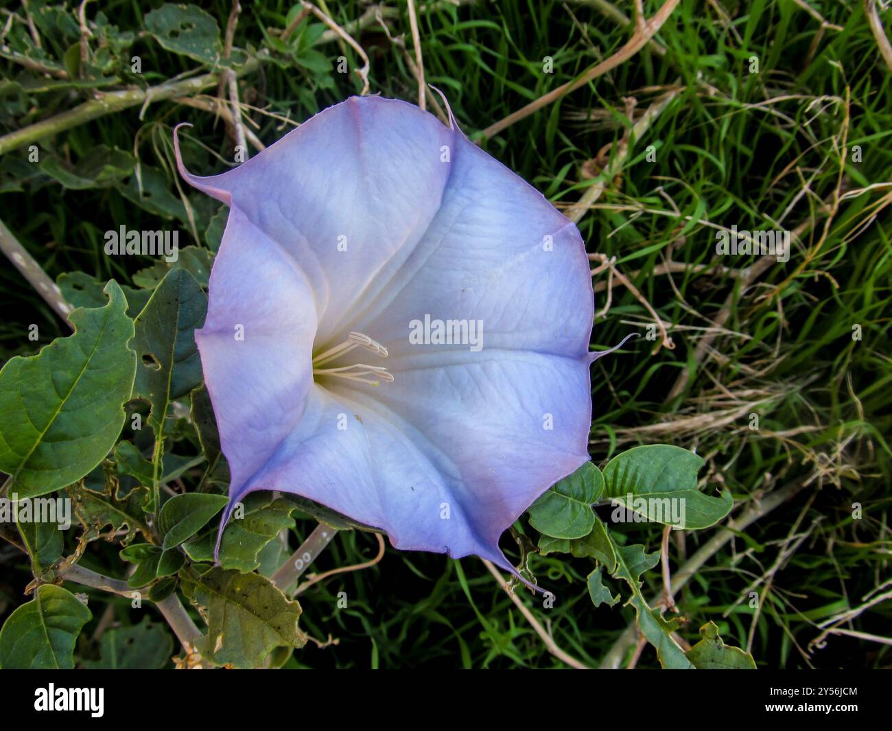 Datura stramonium, eine hellviolette Variante eines Jimson Weeds, ein invasives Unkraut, das entlang des Carmel Highway in Utah wächst. Stockfoto