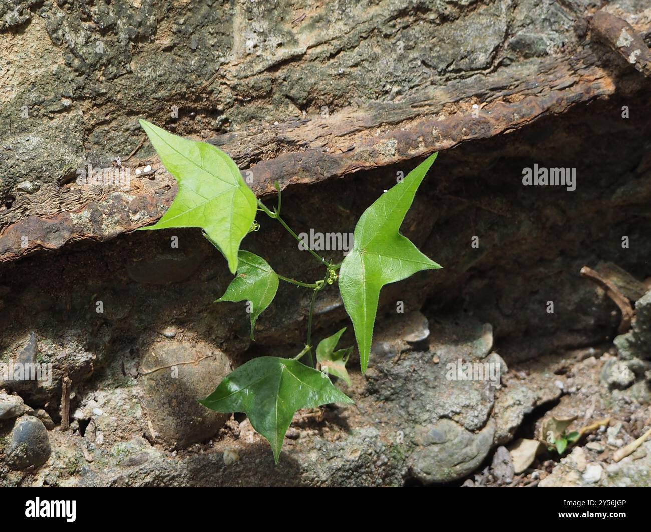 Corkystem Passionsblume (Passiflora suberosa) Plantae Stockfoto