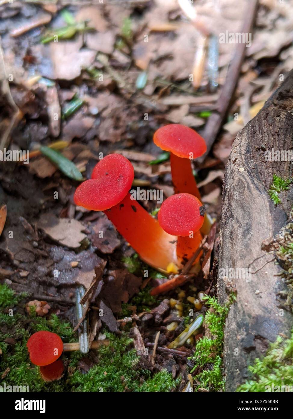 Vermilion-Waxcap-Pilze (Hygrocybe miniata) Stockfoto