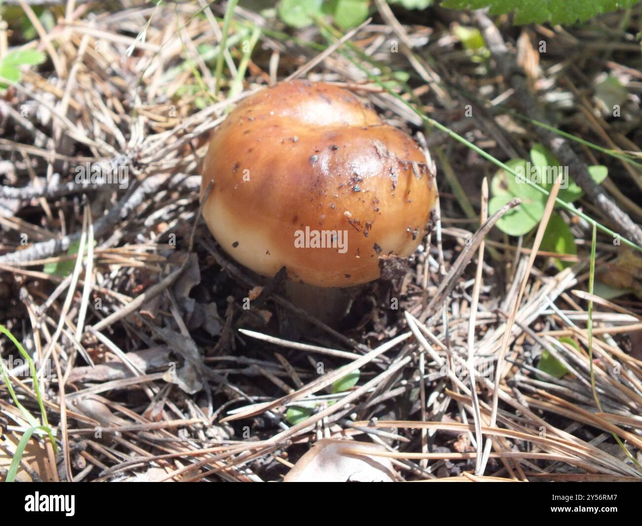 Stinkende Brittlegill-Pilze (Russula fetens) Stockfoto