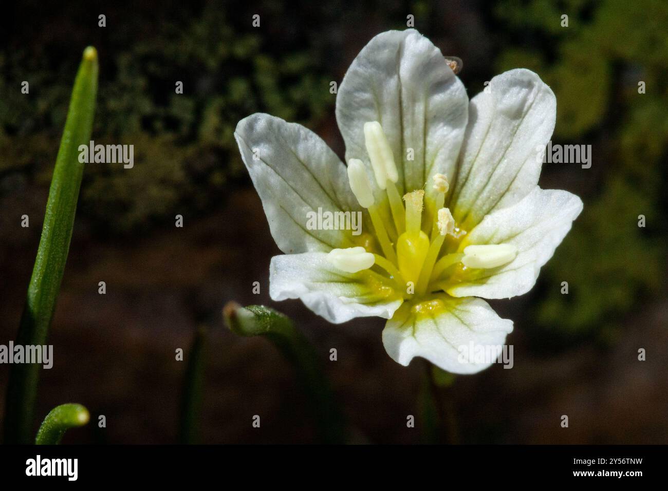 Snowdon Lily (Gagea Serotina) Plantae Stockfoto