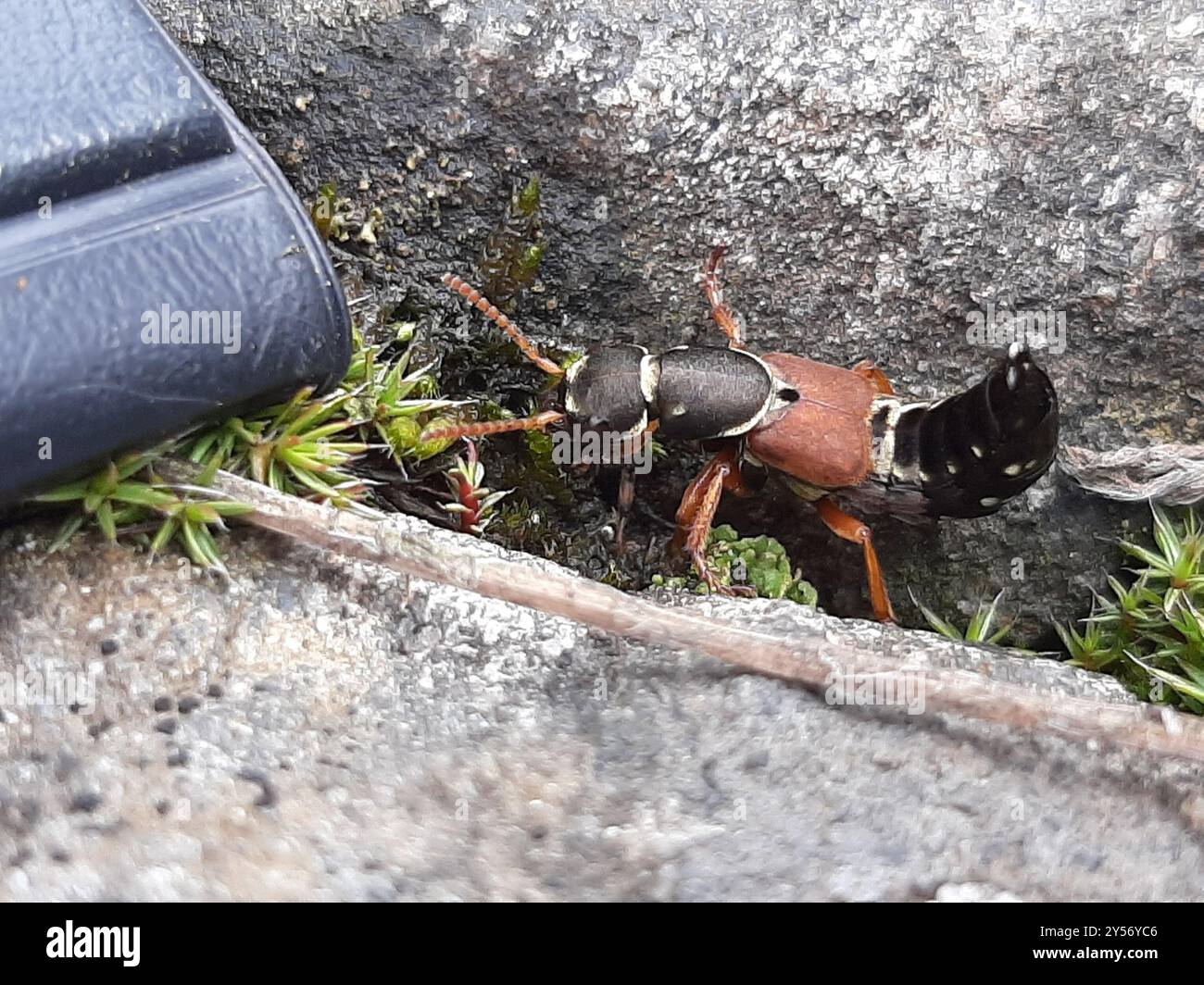 (Staphylinus caesareus) Insecta Stockfoto