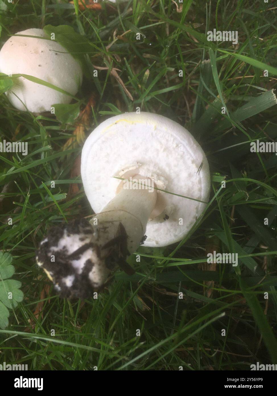 Gelbe Färbepilze (Agaricus xanthodermus) Stockfoto