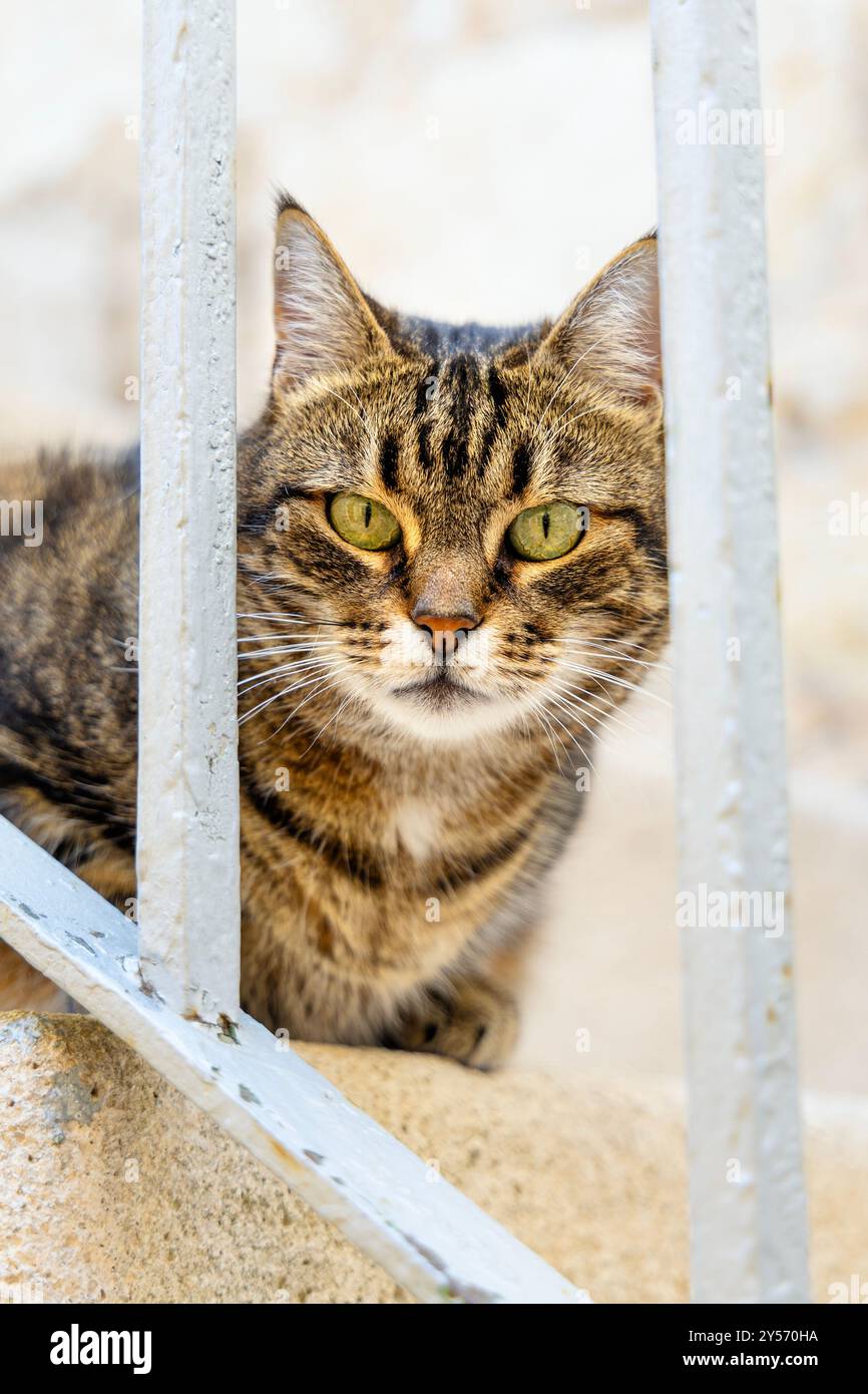 Porträt einer Katze, die auf der Treppe auf Komiza, Insel Vis, Kroatien sitzt Stockfoto