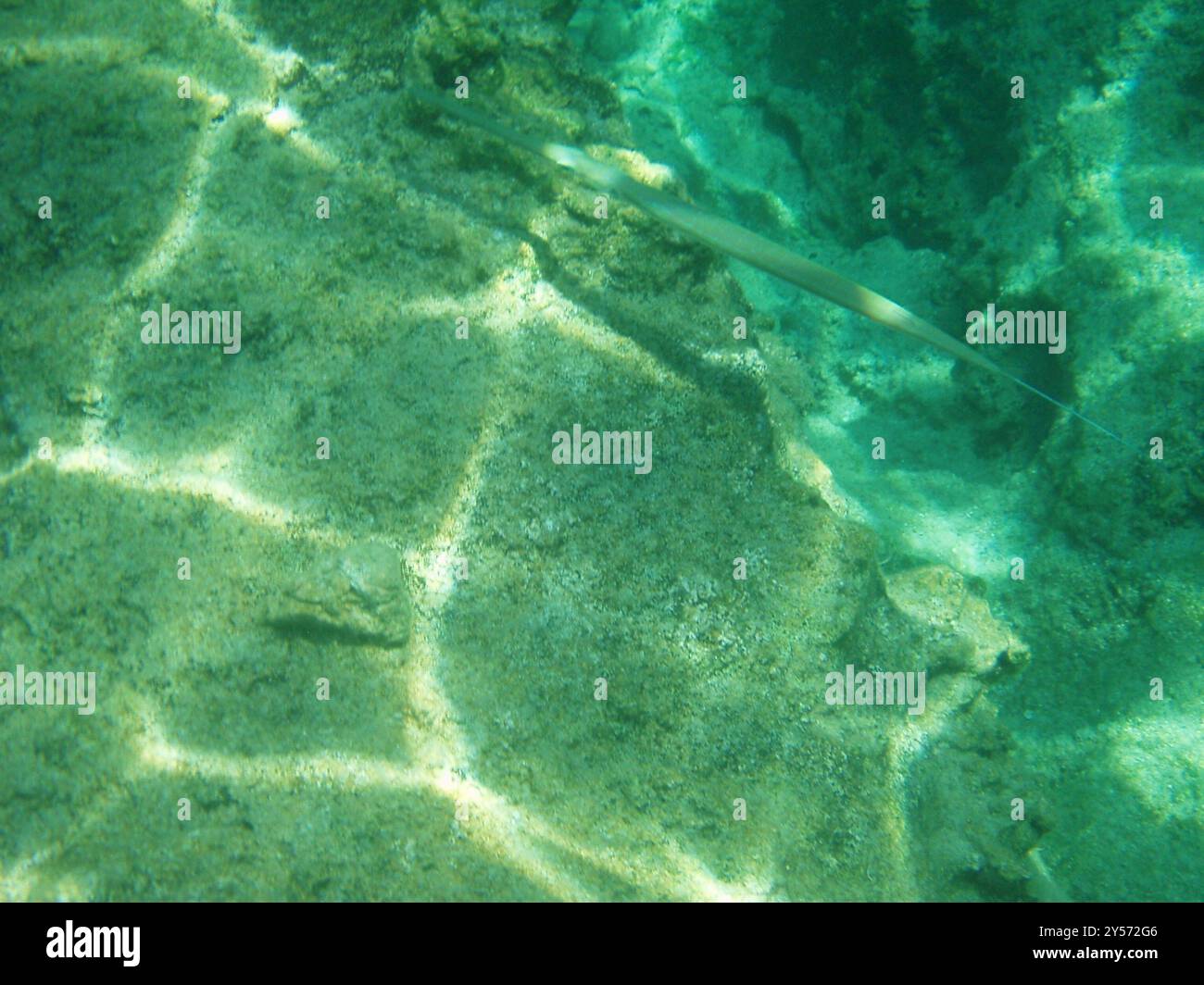 Blautopfkornetfisch (Fistularia commersonii) Actinopterygii Stockfoto